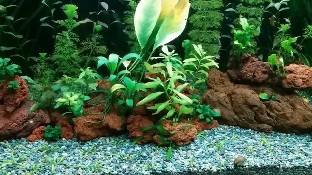 Rescape of my low tech planted tank - Day 60 смотреть онлайн