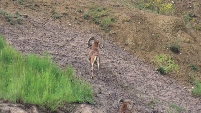 1051. Muflon evropský, European mouflon, Europäischer Mufflon, Европейский муфлон, Muflon смотреть онлайн