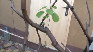 Выращивание киви в открытом грунте!