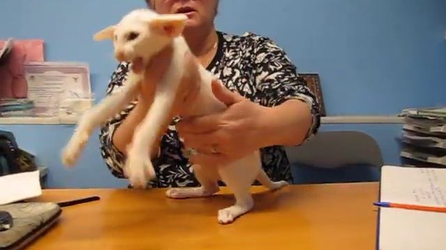 Белые ориенталы. Принц Флоризель смотреть онлайн