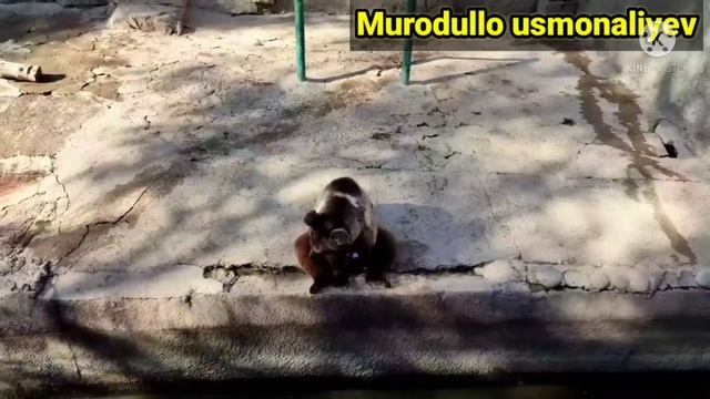 #zoopark_tashkent TOSHKENT ZOOPARK 150dan ortiq xayvonlar borekan. ? смотреть онлайн