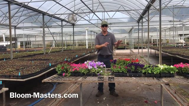 All About Petunias смотреть онлайн