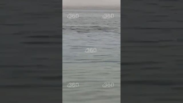 Акула Сожрала Украинца и съела его вместе с костями заживо!. смотреть онлайн