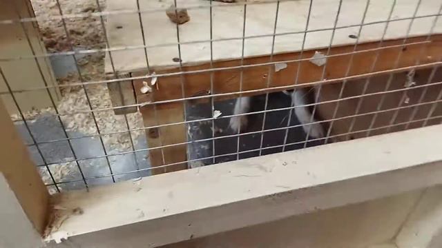 Лиса лежит смотреть онлайн
