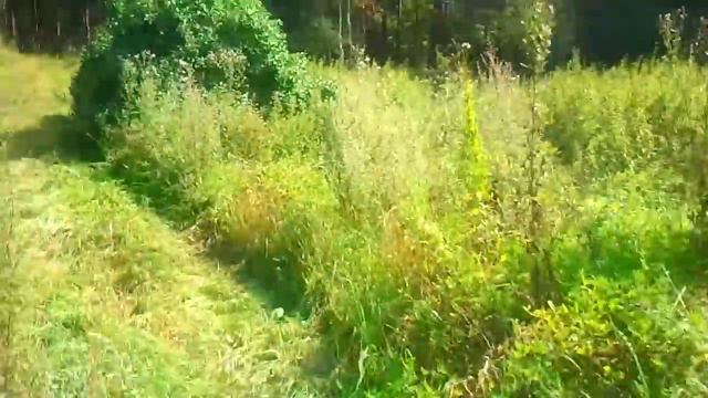 В паутине, тине и в воде смотреть онлайн