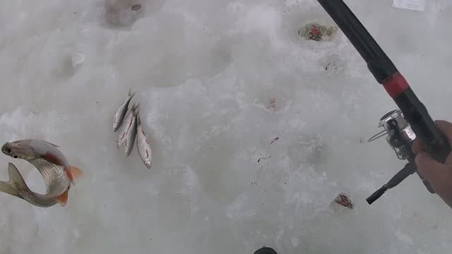 Ловля чебака на поплавочную удочку. День второй. смотреть онлайн