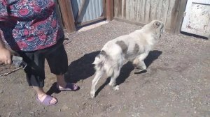 Ужас! Зиму не носили ошейник, не можем одеть!