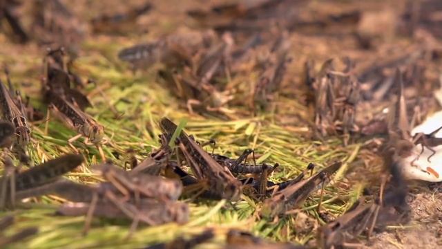 Самые Огромные Насекомые в Мире смотреть онлайн