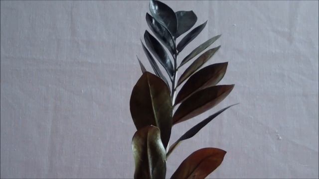 Замиокулькас (Долларовое дерево) уход. Полив в зимнее время смотреть онлайн