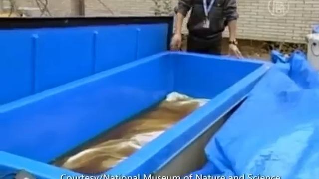 Неуловимый гигантский кальмар снят на видео смотреть онлайн