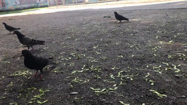 Поросята Пукля и Фукля хотят стать спортсменами смотреть онлайн