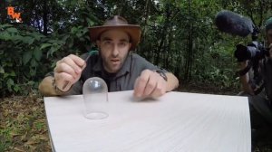 УКУС ОПАСНОГО НАСЕКОМОГО | МУРАВЕЙ ПУЛЯ | ЯДОВИТОЕ НАСЕКОМОЕ