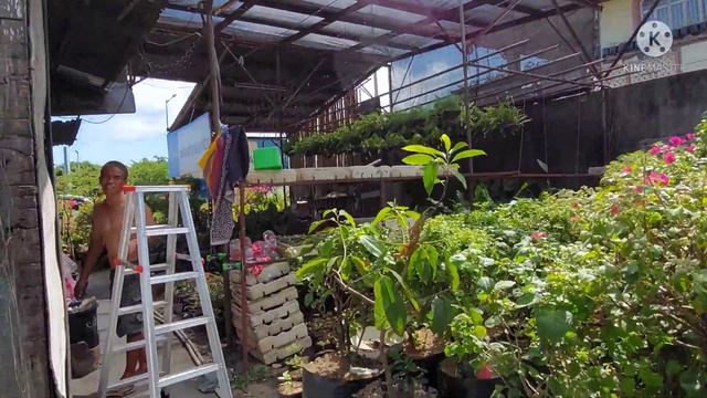 Shopping for Bougainvillea in Guiguinto (Tabang) 🇵🇭 + meat market (Pulilan) смотреть онлайн