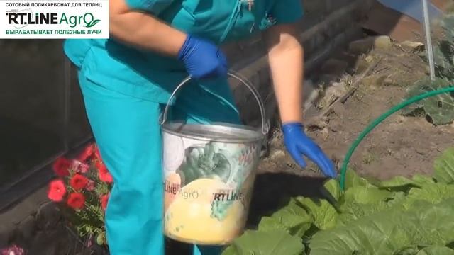 ? Подкормка в период формирования качана пекинской капусты. Выращиваем капусту пекинскую. смотреть онлайн