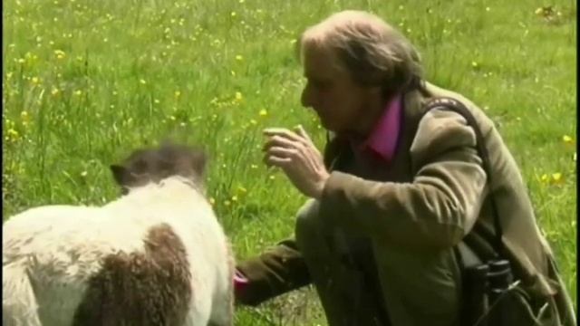 Shetland Pony Special смотреть онлайн