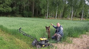 Мульчирование сидератов. Одолеет ли газонокосилка высокую траву. Два больших минуса Champion LM5645