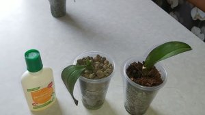 Стимулируем рост ЛИСТЬЕВ и Корней у ОРХИДЕИ малышек в размере 1,7 новый эксперимент янтарин или янт