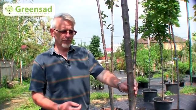 Сакура. Уход за сакурой.