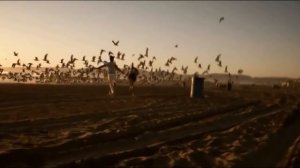 Эльбрус Джанмирзоев ★ Черное Море