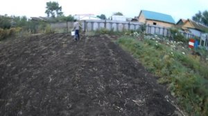 Рожь как сидерат на огород.