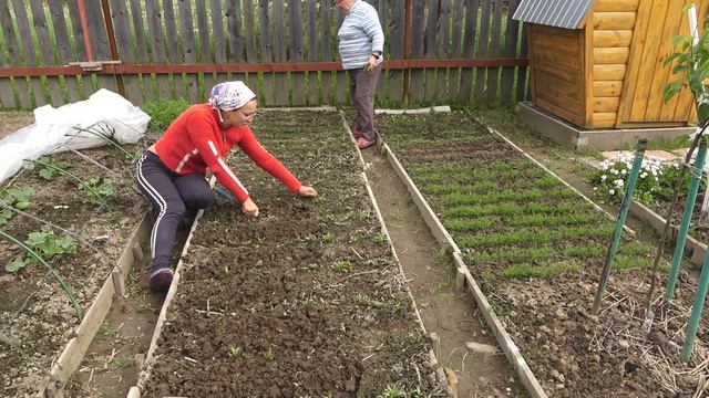 6 соток 1 июня 2021 год. Костёр в теплице от заморозков с ОСТОРОЖНОСТЬЮ! Крашу перголу-беседку. смотреть онлайн