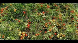 ??ТОМАТ ИРИШКА-УНИВЕРСАЛЬНЫЙ СОРТ. ОБЗОР