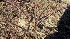 ВЕСЕННЯЯ ОБРЕЗКА И ФОРМИРОВКА КУСТА  ЕЖЕМАЛИНЫ ТАЙБЕРРИ