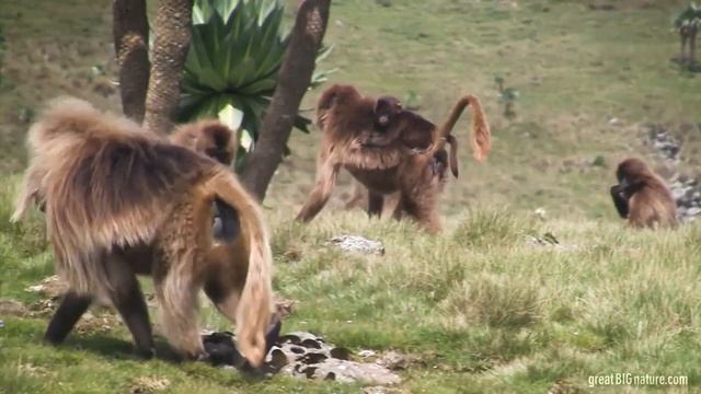 Getting To Know Ethiopia's Gelada Baboons