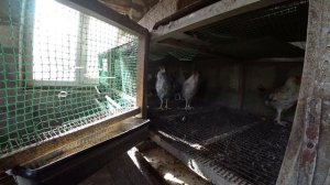 Расклёв у молодняка кур. Причины и что делать