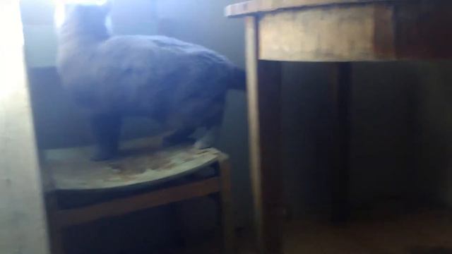 Кот Кекс приглашает кошек на вязку смотреть онлайн