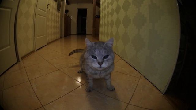 как дрессировать кота смотреть онлайн