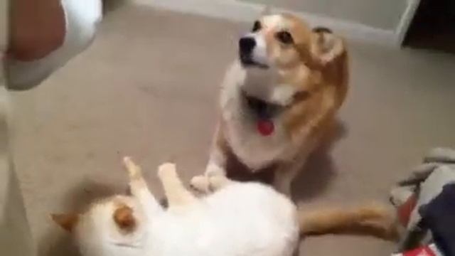 Corgi versus Cat смотреть онлайн