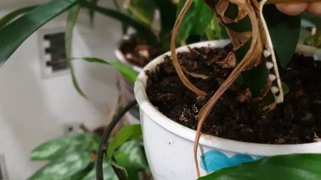 Автоматический полив цветов