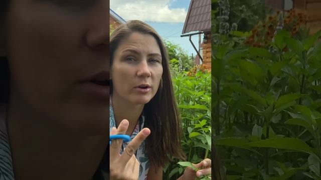 Искусство и Талантливость