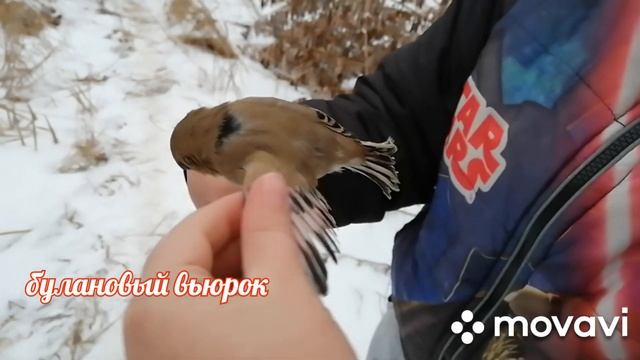 Мои певчие птицы! /Щегол/ Королевский вьюрок/Репел/Булановый вьюрок/Коноплянка/Чиж/* My songbirds*! смотреть онлайн