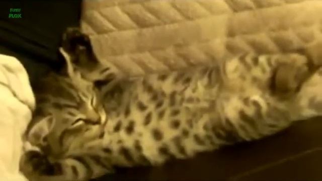 спящие коты продолжение, funny cats sleeping смотреть онлайн