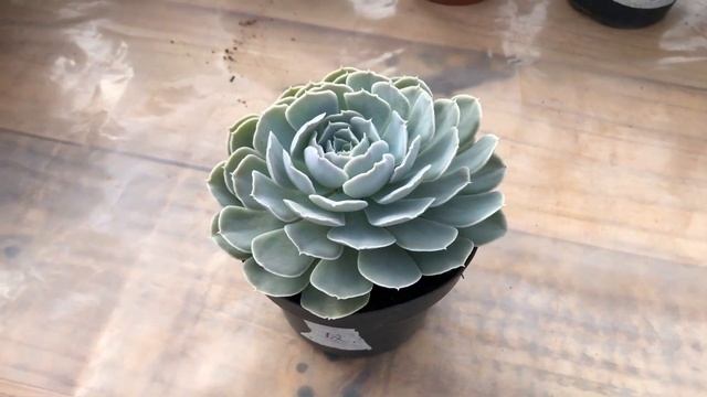 Echeveria Runyonii San Carlos смотреть онлайн