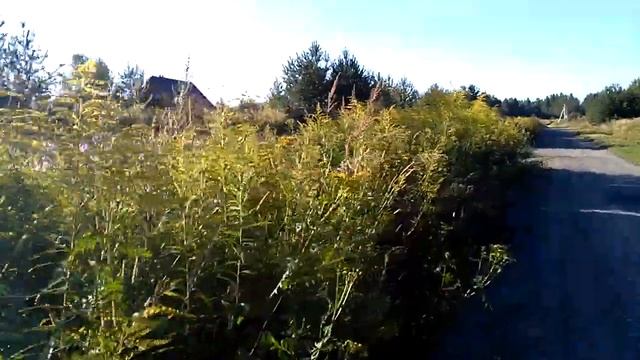 13 августа цветение медоносов Владимирская область. смотреть онлайн