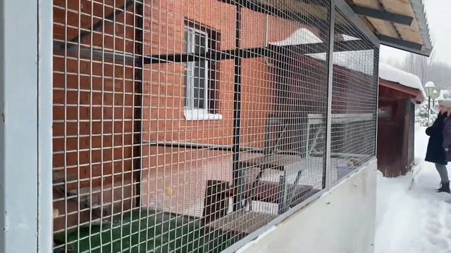 В гостях у питомника Рэгдоллов Satari Stars. Как устроен у них вольер для кошек на улицу из дома. смотреть онлайн