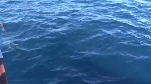 Dolphins at Tenerife FullHD смотреть онлайн