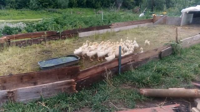 Загон для 3х недельных гусят прикол смотреть онлайн