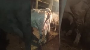 как ведёт себя корова перед отёлом