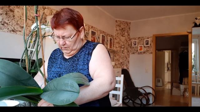 Как ухаживать за орхидеями правильно /№7 смотреть онлайн