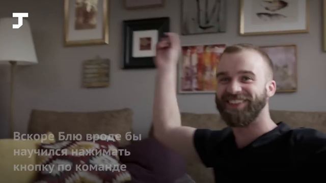 Котика два месяца учили нажимать на кнопку. В нужный момент он не стал этого делать смотреть онлайн