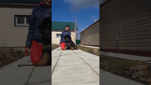 Тибетский мастиф. кобель. продажа !