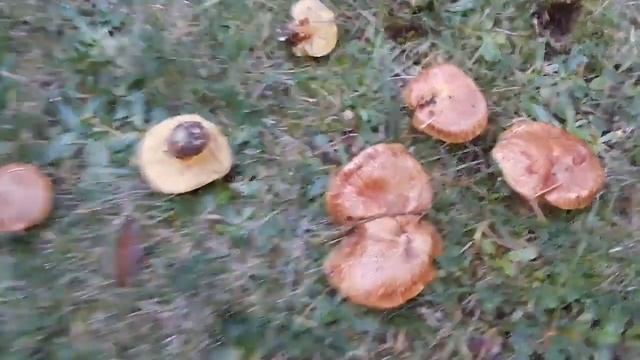 Suillus or Bollete? смотреть онлайн