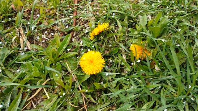 Цветет ПЕРСИК и идет СНЕГ смотреть онлайн