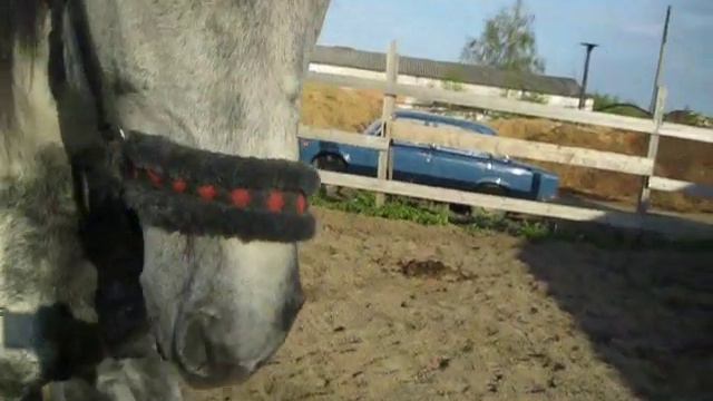 Пегас - последнее видео / Pegas - Last Video..