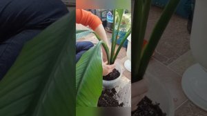 🔥ФиТиЛь для Спатифиллума |Как организовать фитильный полив для цветка