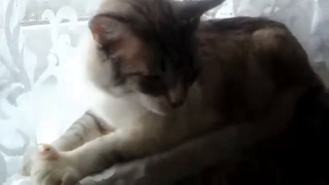 Мой котик спит на окне смотреть онлайн